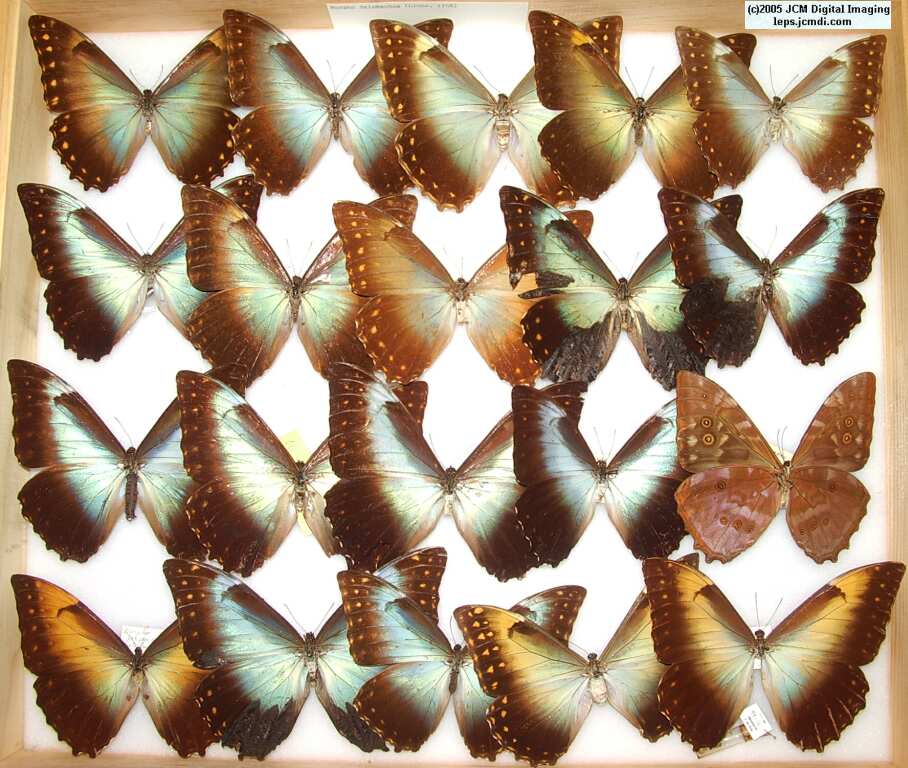 Morpho species (Morphinae) (Los Angeles Natural History Museum collection)