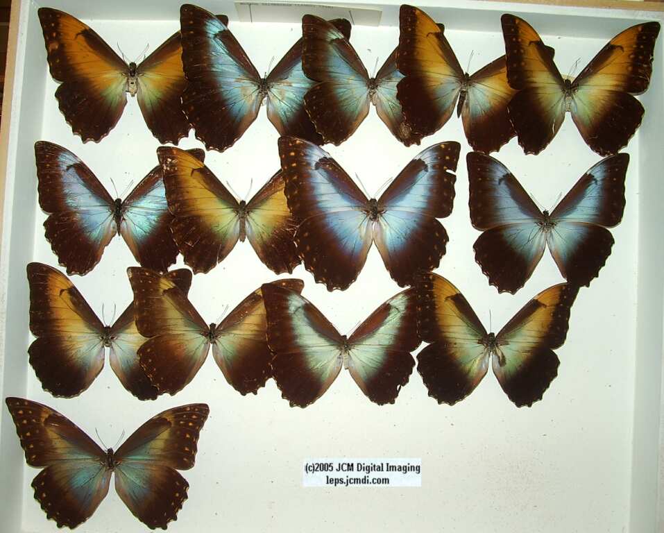 Morpho species (Morphinae) (Los Angeles Natural History Museum collection)