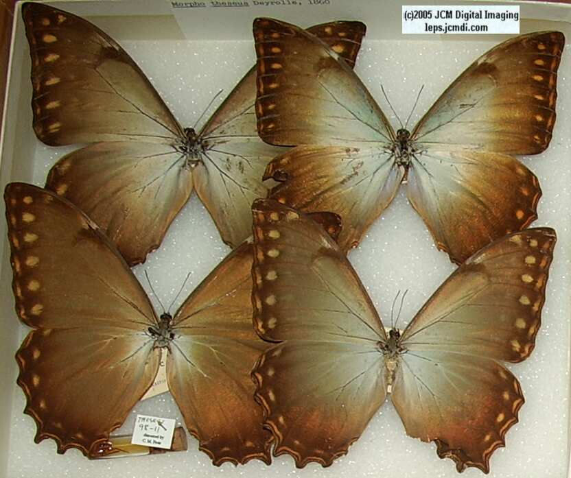 Morpho species (Morphinae) (Los Angeles Natural History Museum collection)