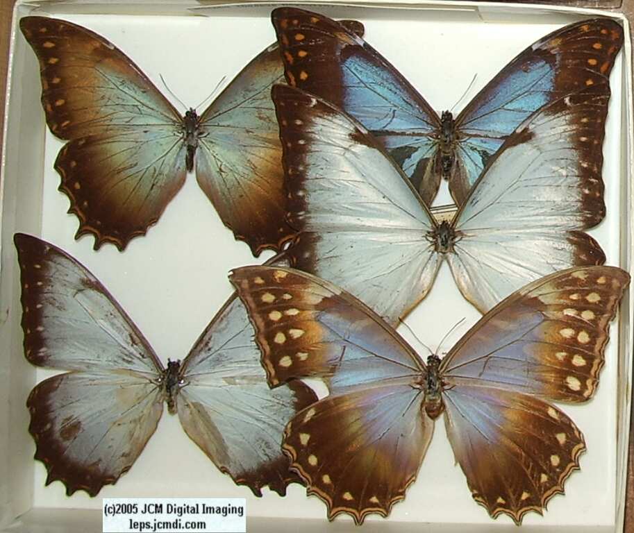 Morpho species (Morphinae) (Los Angeles Natural History Museum collection)