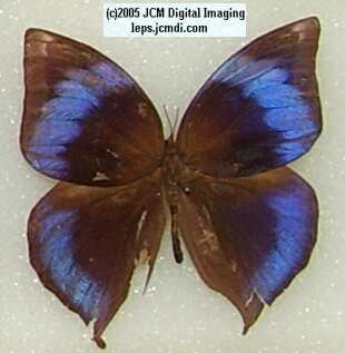 Morpho species (Morphinae) (Los Angeles Natural History Museum collection)