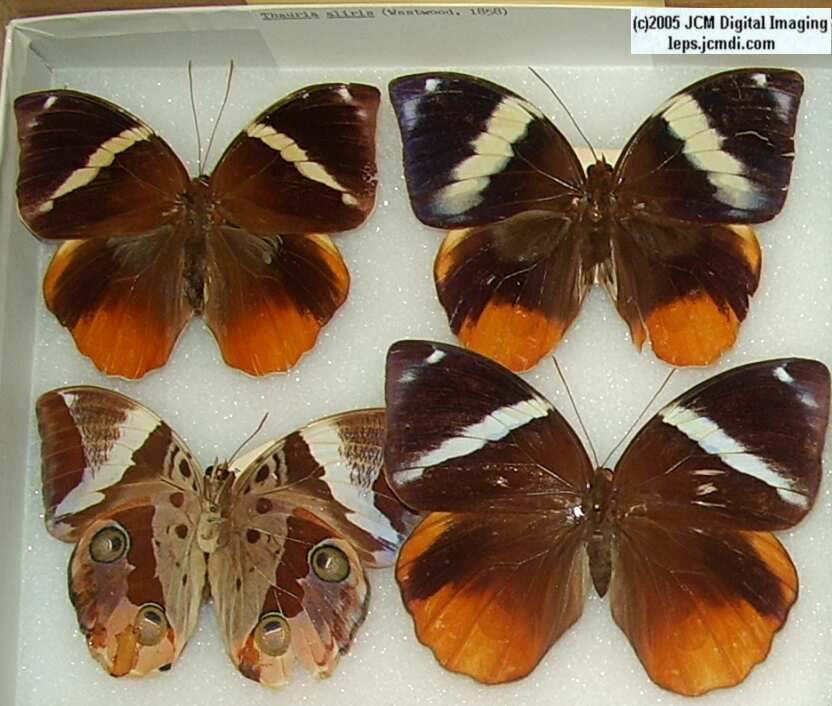 Morpho species (Morphinae) (Los Angeles Natural History Museum collection)