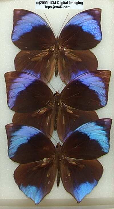Morpho species (Morphinae) (Los Angeles Natural History Museum collection)