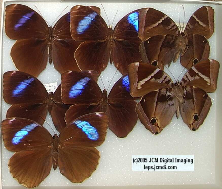 Morpho species (Morphinae) (Los Angeles Natural History Museum collection)