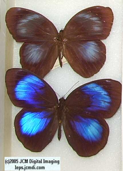 Morpho species (Morphinae) (Los Angeles Natural History Museum collection)