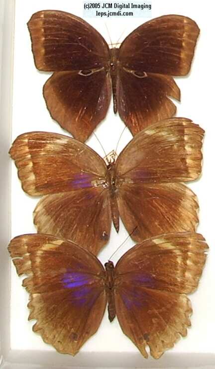 Morpho species (Morphinae) (Los Angeles Natural History Museum collection)