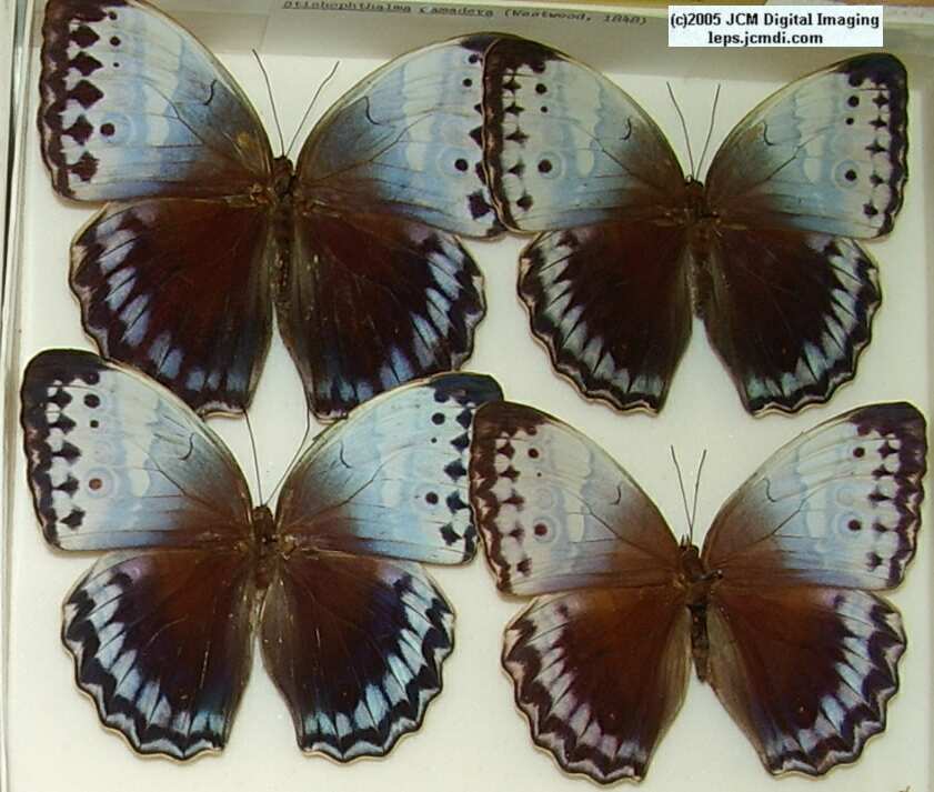Stichophthalma species (Los Angeles Natural History Museum collection)