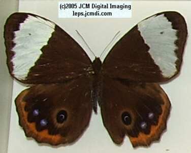Stichophthalma species (Los Angeles Natural History Museum collection)