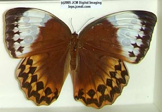 Stichophthalma species (Los Angeles Natural History Museum collection)