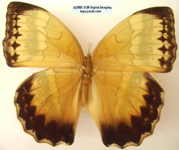 Stichophthalma species (Los Angeles Natural History Museum collection)