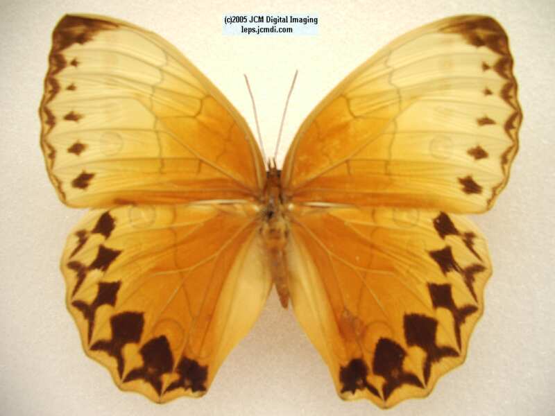 Stichophthalma species (Los Angeles Natural History Museum collection)