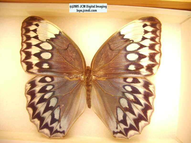 Stichophthalma godfreyi (Los Angeles Natural History Museum collection)