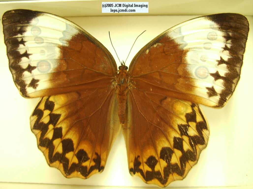 Stichophthalma louisa matilda (Los Angeles Natural History Museum collection)