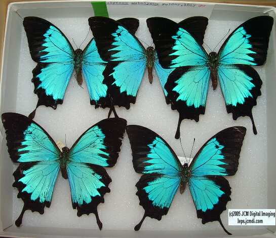 Papilio Autoulysus (Los Angeles Natural History Museum collection)