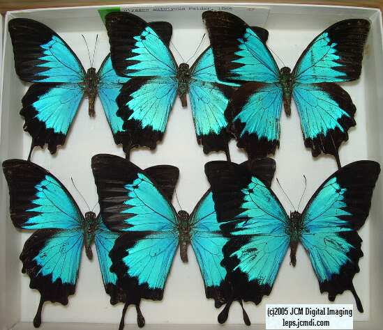 Papilio Autoulysus (Los Angeles Natural History Museum collection)