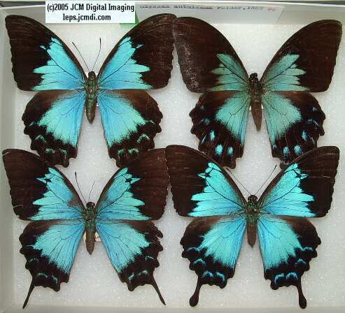 Papilio Autoulysus (Los Angeles Natural History Museum collection)