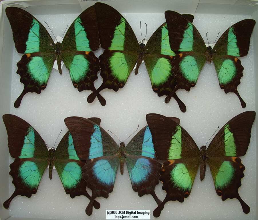 Papilio Buddha (Los Angeles Natural History Museum collection)