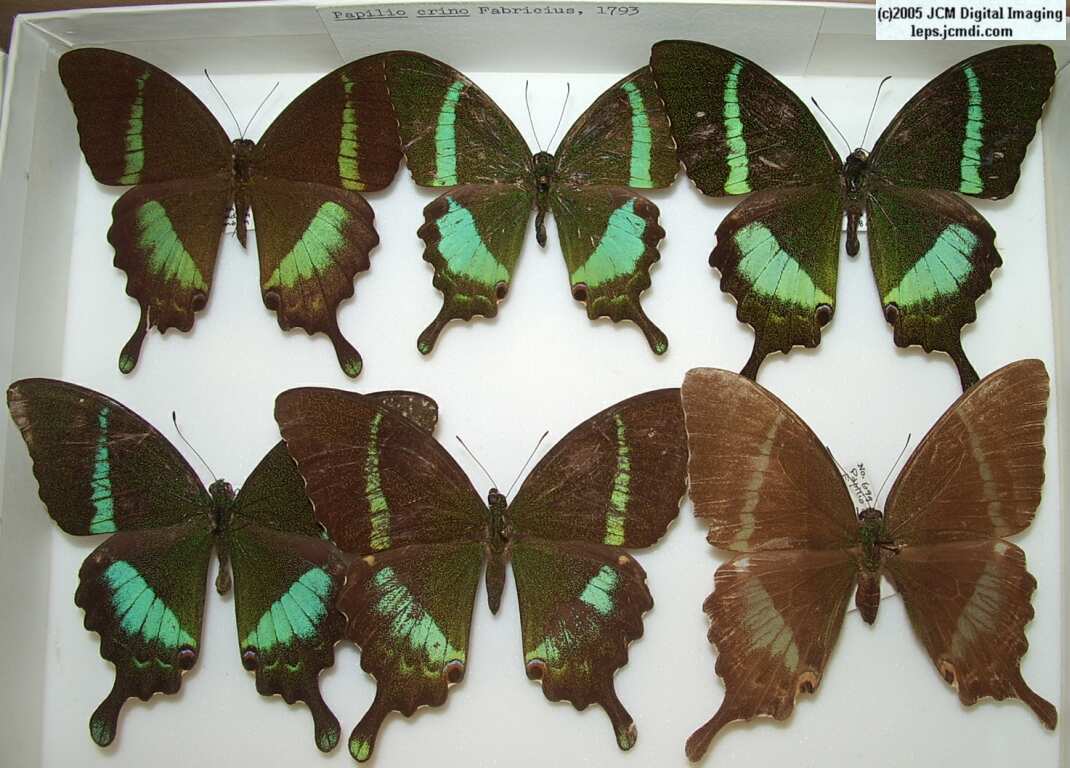 Papilio Crino (Los Angeles Natural History Museum collection)