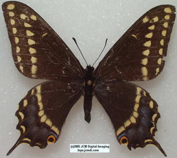 Papilio Indra minori (Los Angeles Natural History Museum collection)