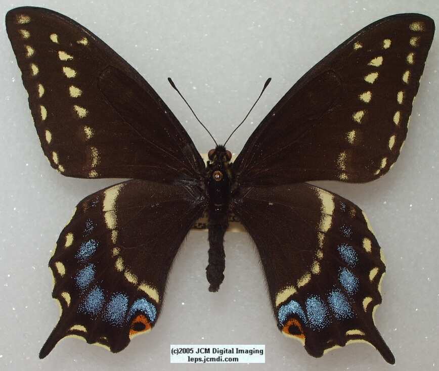 Papilio Indra minori (Los Angeles Natural History Museum collection)