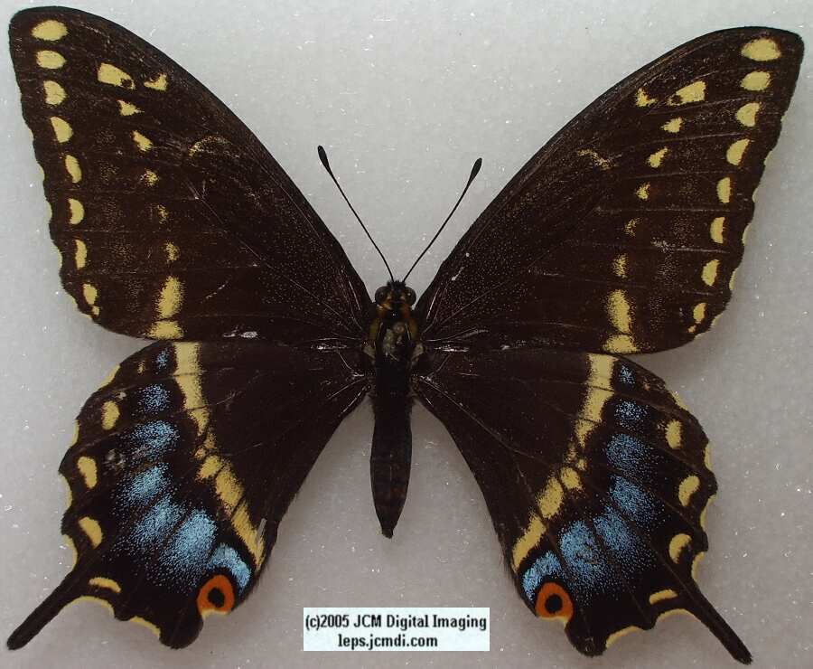Papilio Indra minori (Los Angeles Natural History Museum collection)