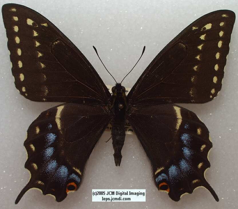 Papilio Indra minori (Los Angeles Natural History Museum collection)