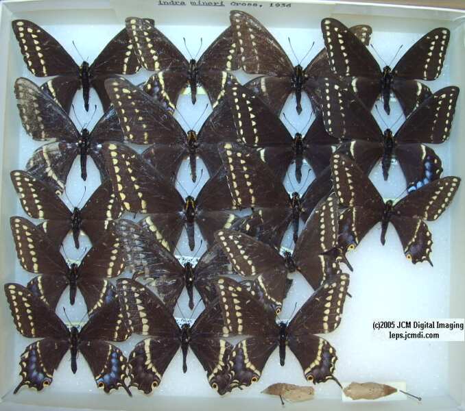 Papilio Indra minori (Los Angeles Natural History Museum collection)