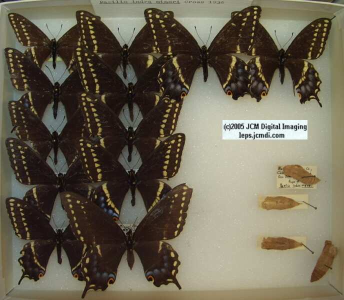 Papilio Indra minori (Los Angeles Natural History Museum collection)