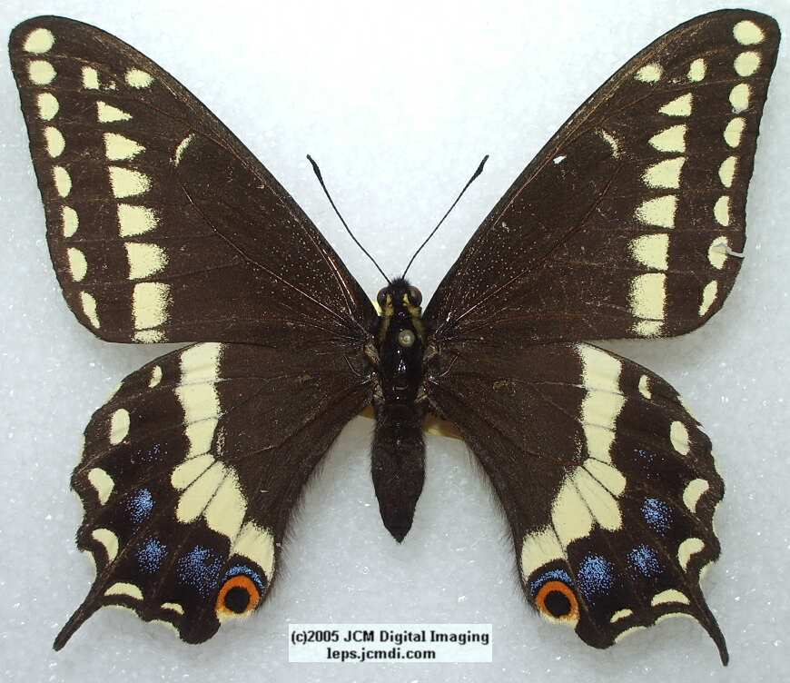 Papilio Indra pergamus (Los Angeles Natural History Museum collection)