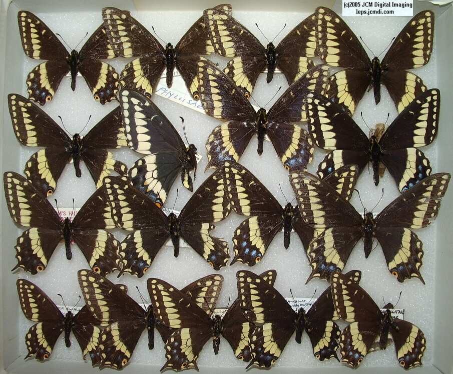 Papilio Indra phyllisae (Los Angeles Natural History Museum collection)