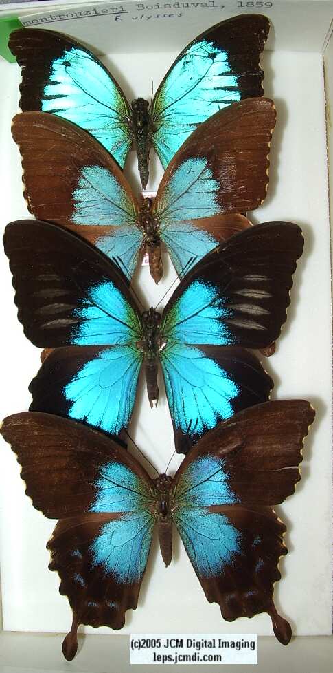 Papilio Montrouzieri (Los Angeles Natural History Museum collection)