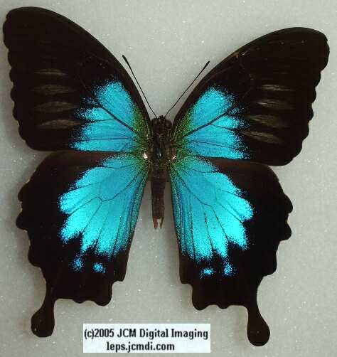 Papilio Montrouzieri (Los Angeles Natural History Museum collection)