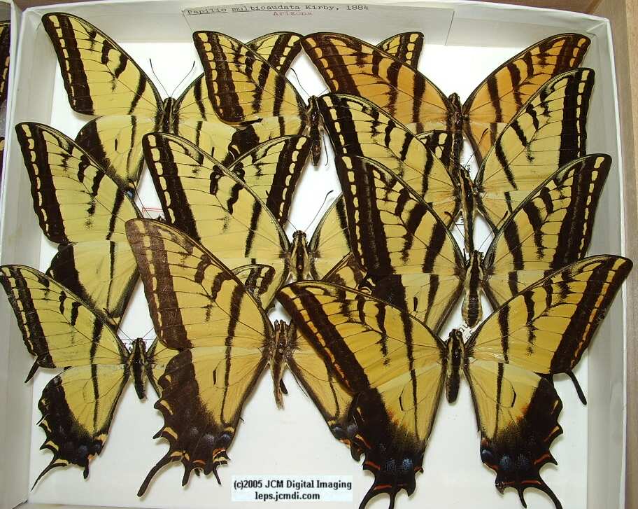 Papilio Multicaudata (Los Angeles Natural History Museum collection)