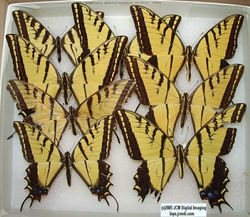 Papilio Multicaudata (Los Angeles Natural History Museum collection)