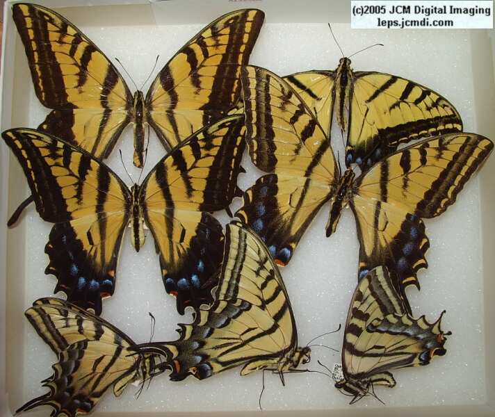 Papilio Multicaudata (Los Angeles Natural History Museum collection)