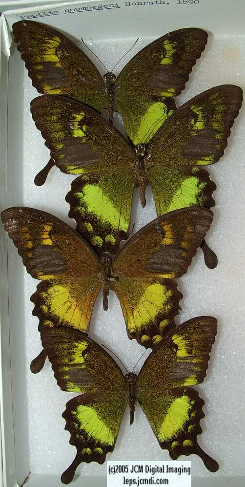 Papilio Neumoegeni (Los Angeles Natural History Museum collection)
