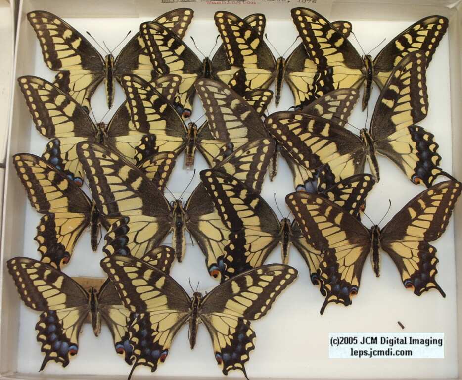 Papilio Oregonius (Los Angeles Natural History Museum collection)