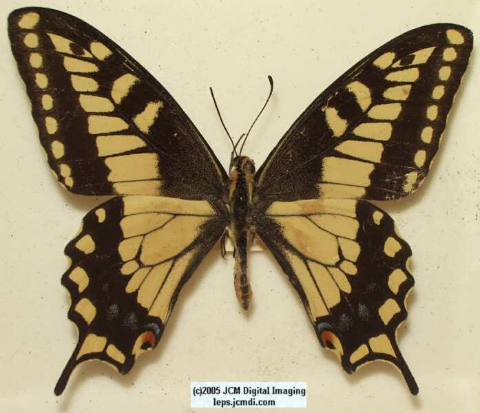 Papilio Oregonius (Los Angeles Natural History Museum collection)