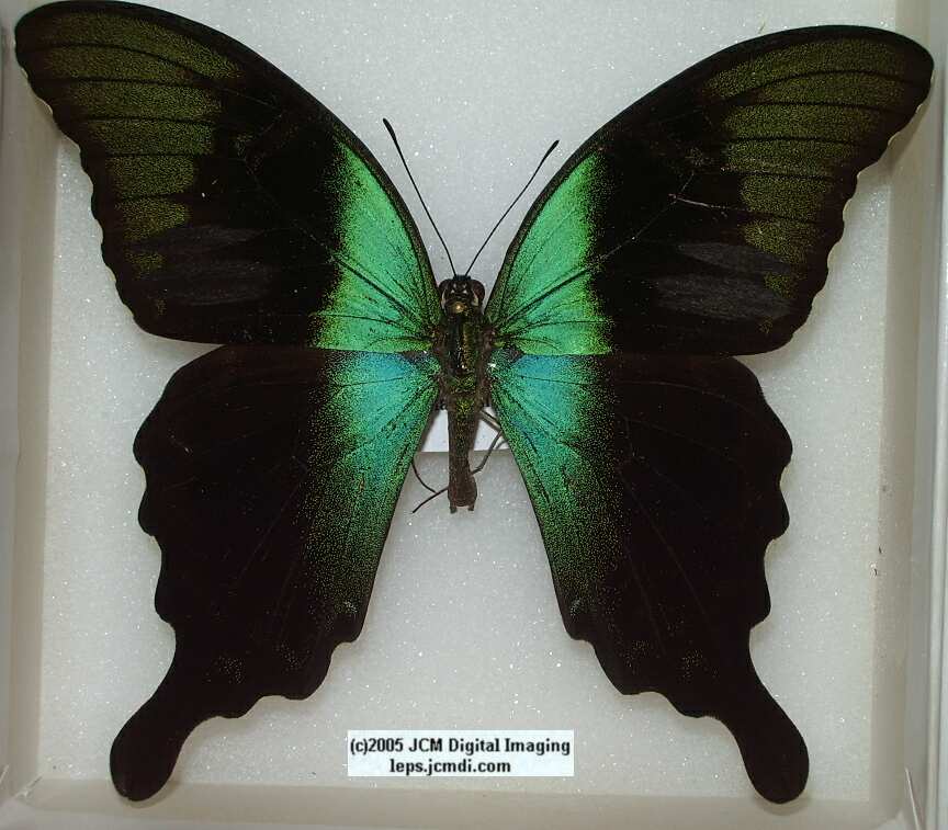 Papilio Peranthus (Los Angeles Natural History Museum collection)