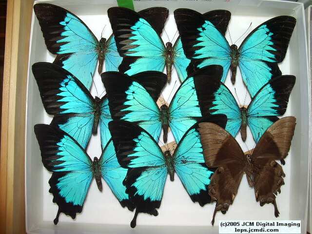 Papilio Ulysses (Los Angeles Natural History Museum collection)