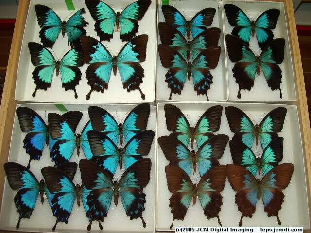 Papilio Ulysses (Los Angeles Natural History Museum collection)