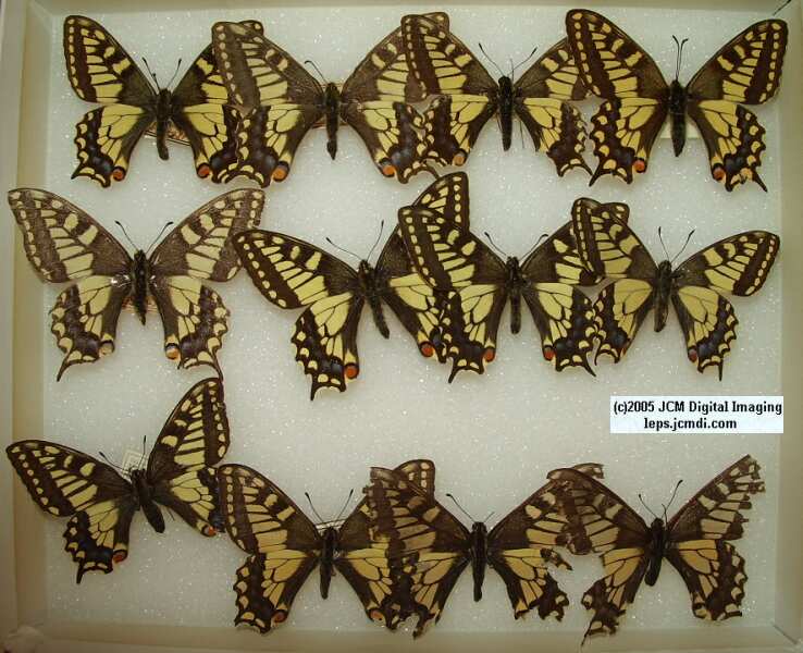 Papilio machaon aliaska (Los Angeles Natural History Museum collection)