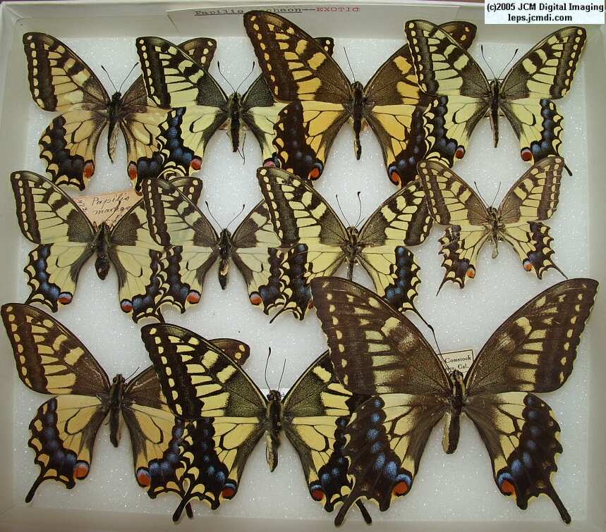 Papilio machaon exotic (Los Angeles Natural History Museum collection)