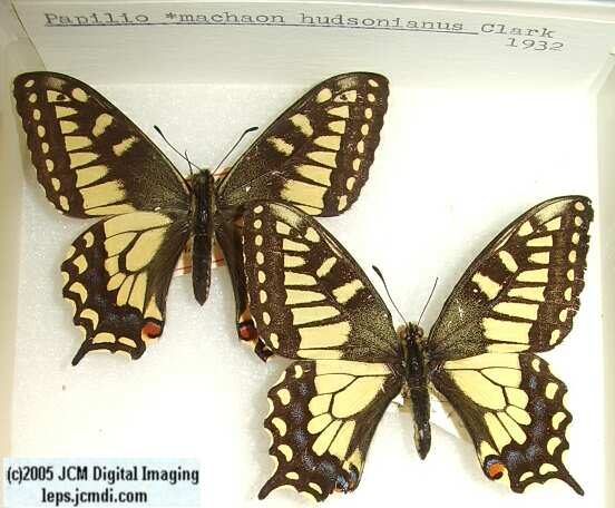 Papilio machaon hudsonianus (Los Angeles Natural History Museum collection)