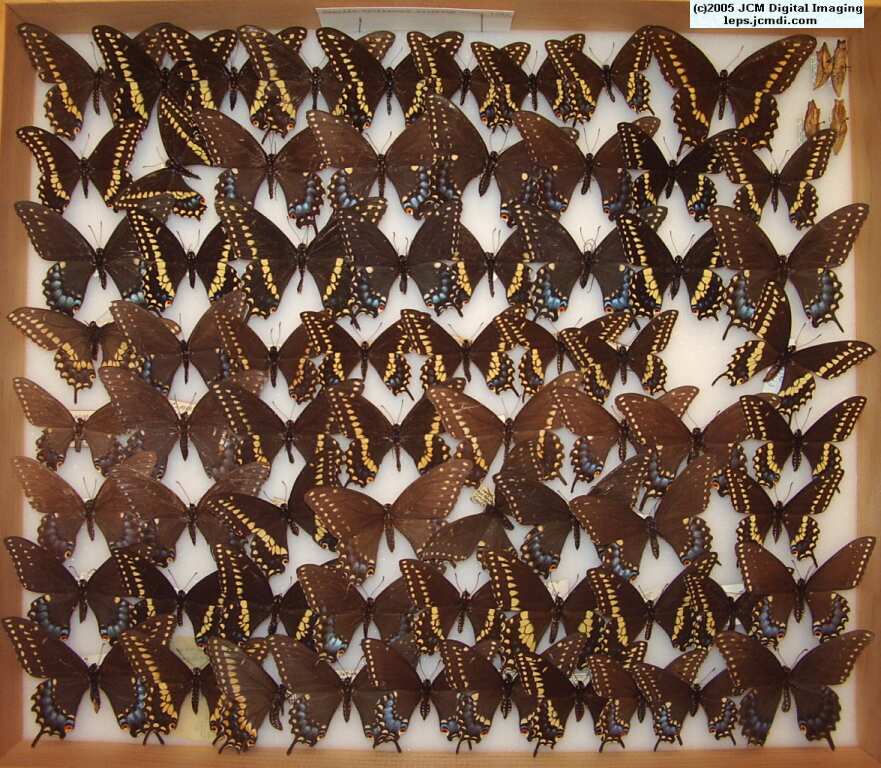 Papilio polyxenes asterius (Los Angeles Natural History Museum collection)