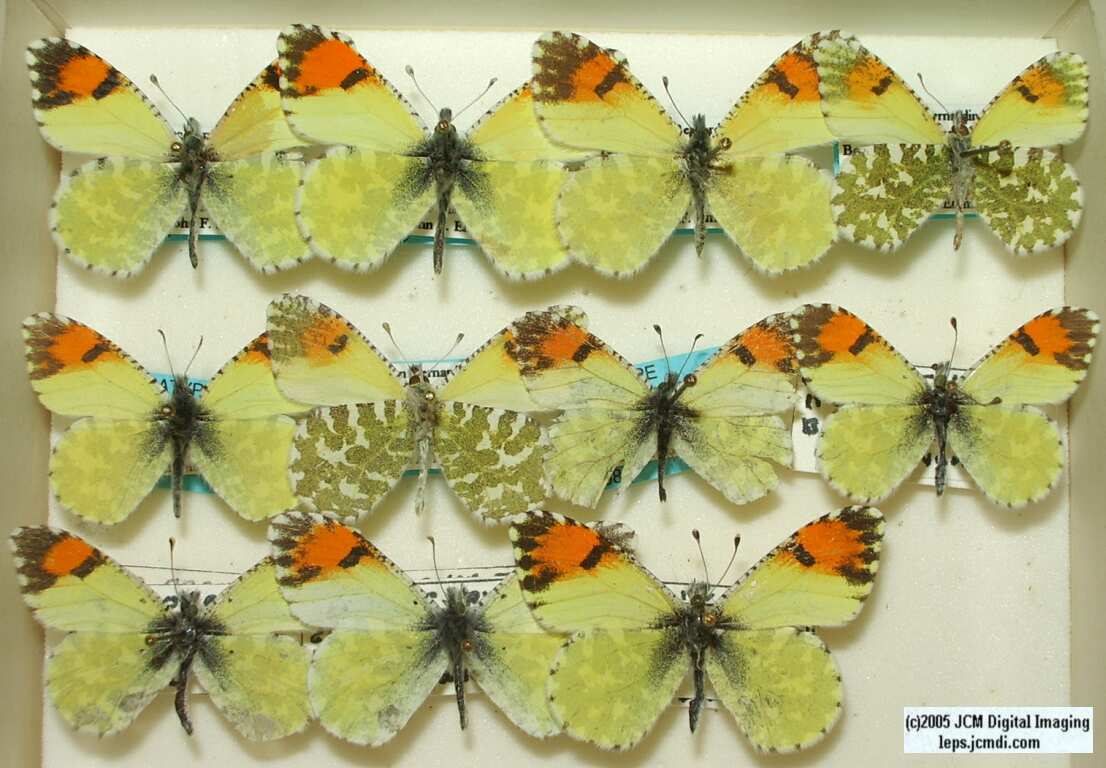 Anthocaris cethura  (Los Angeles Natural History Museum collection)