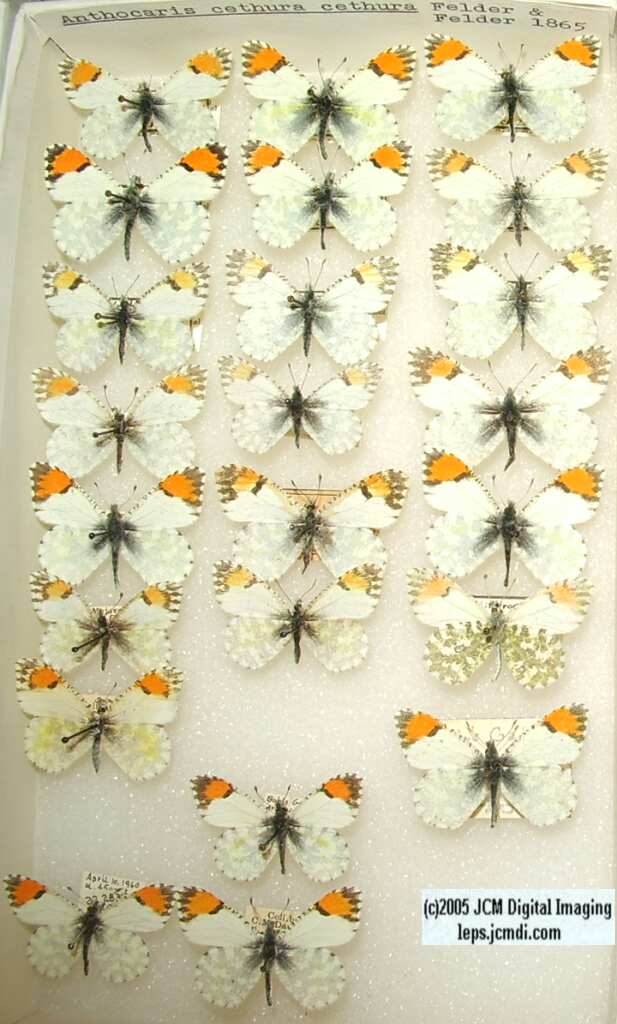 Anthocaris cethura  (Los Angeles Natural History Museum collection)