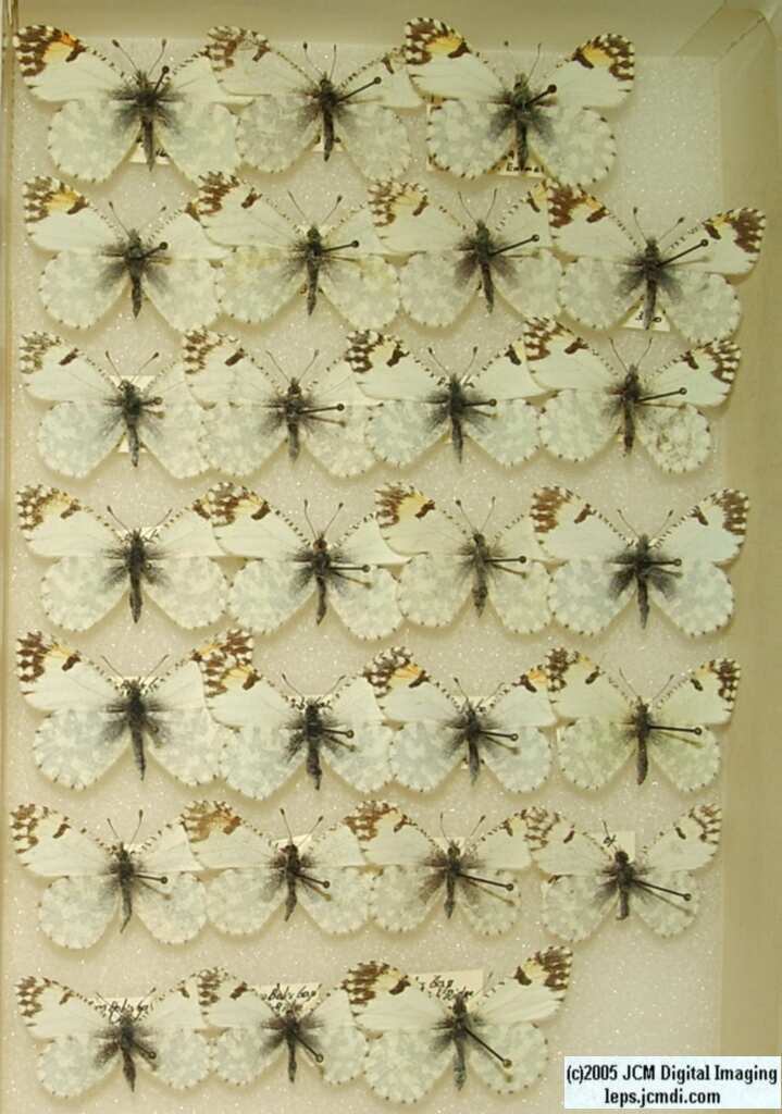 Anthocaris cethura  (Los Angeles Natural History Museum collection)
