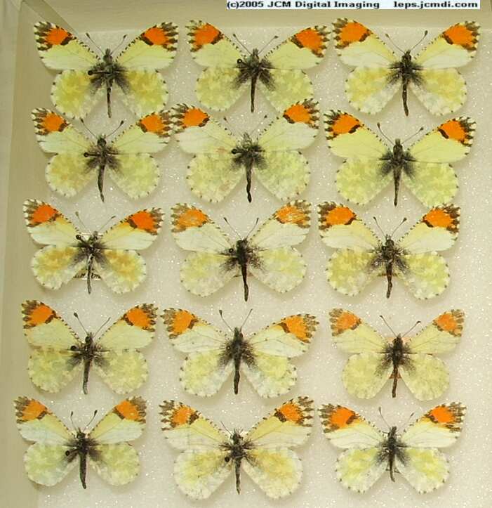 Anthocaris cethura  (Los Angeles Natural History Museum collection)