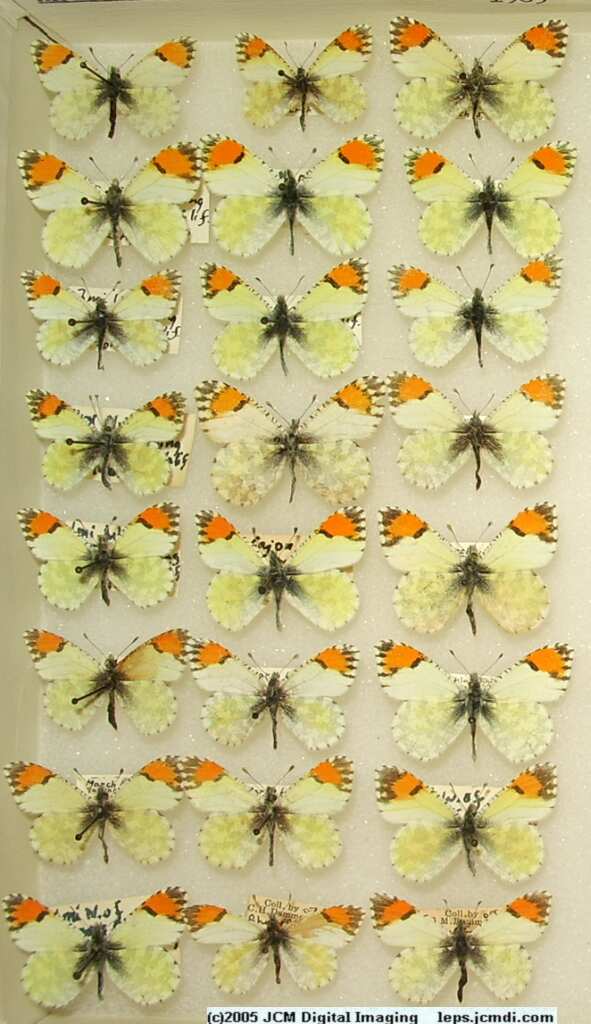 Anthocaris cethura  (Los Angeles Natural History Museum collection)